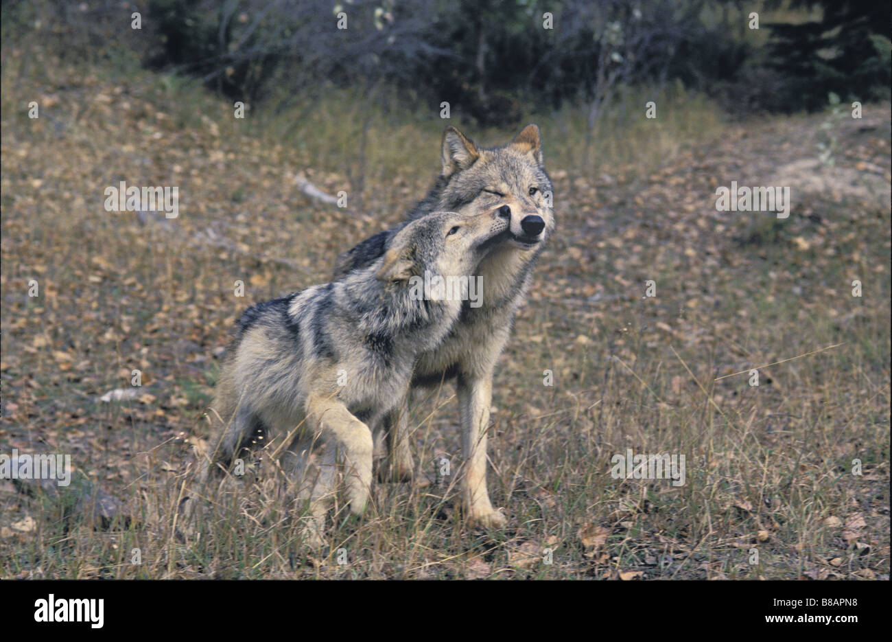 Graue Wölfe, Jährling bittet Nahrung vom Männchen, Herbst, Rockies Stockfoto