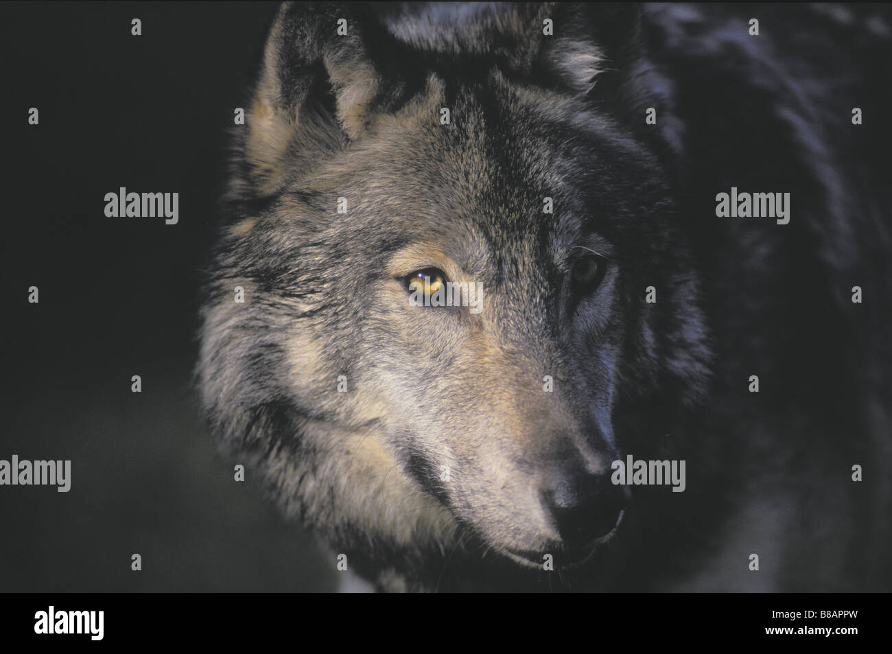 Grauer Wolf, Erwachsene männliche, Herbst, Boreal est, Kanada Stockfoto