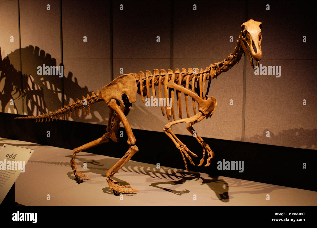 Dinosaurier Skelett Royal Tyrell Museum in Drumheller, Alberta Stockfoto