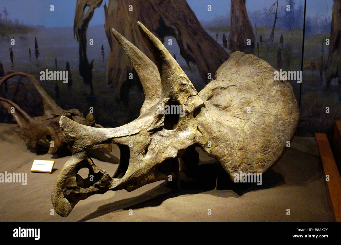 Dinosaurier Skelett Royal Tyrell Museum in Drumheller, Alberta Stockfoto