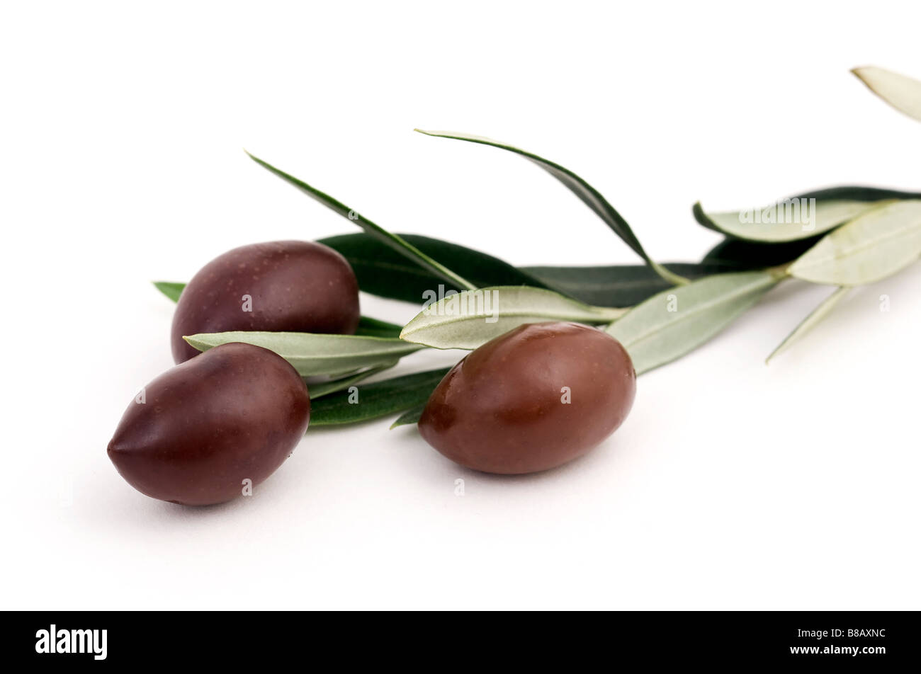 Schwarze Oliven-Kalamon mit Olivenzweig isoliert auf weißem Hintergrund Stockfoto