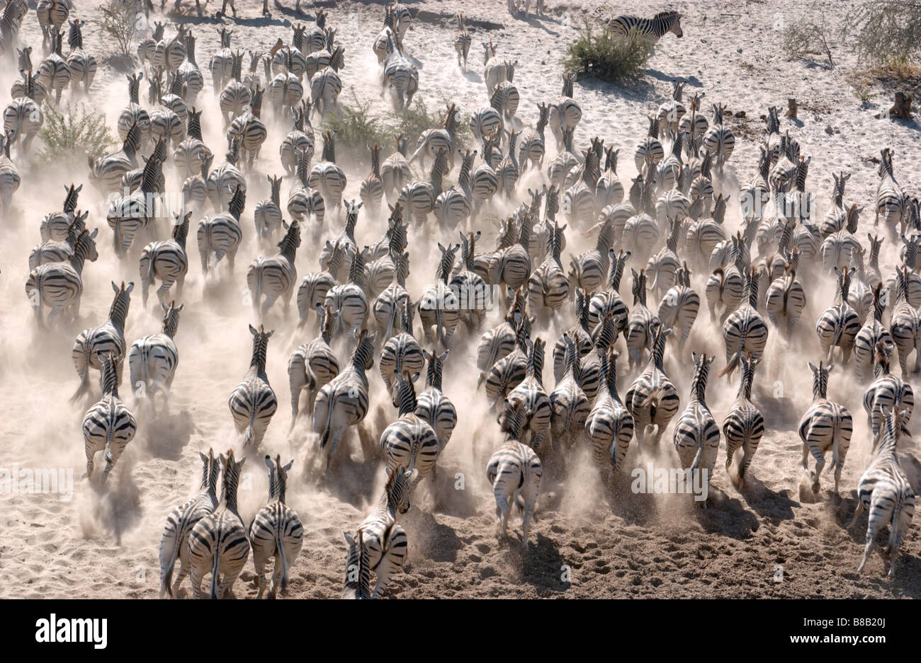 Zebra-Herde laufen Stockfoto