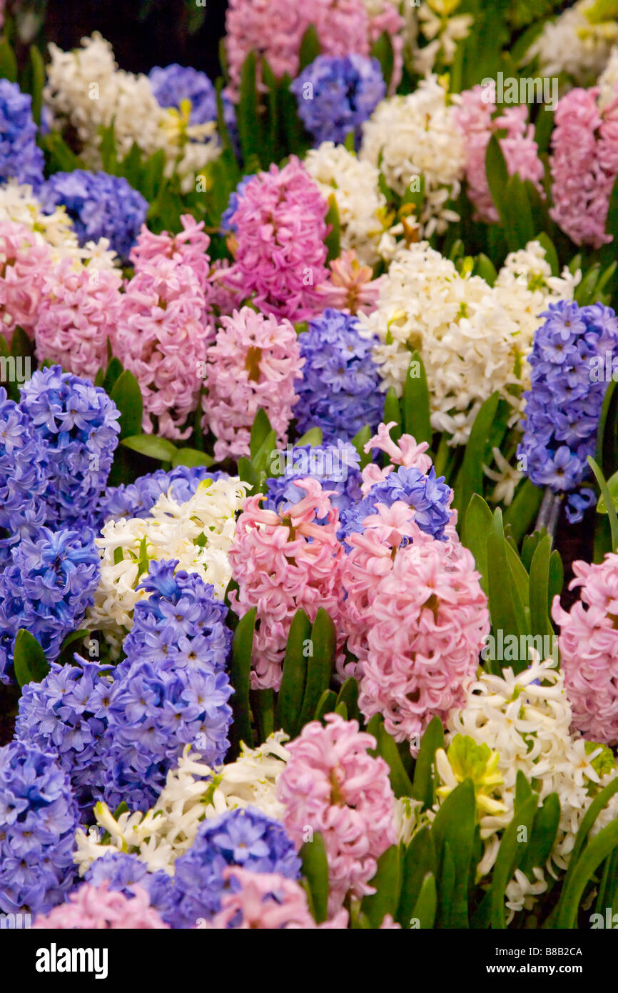 Patch von Rosa, weißen und violetten Hyazinthen in voller Blüte. Stockfoto