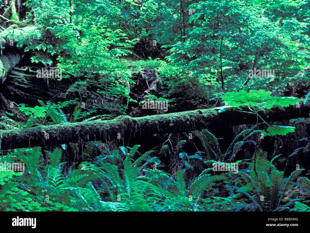 Olympic Nationalpark Stockfoto