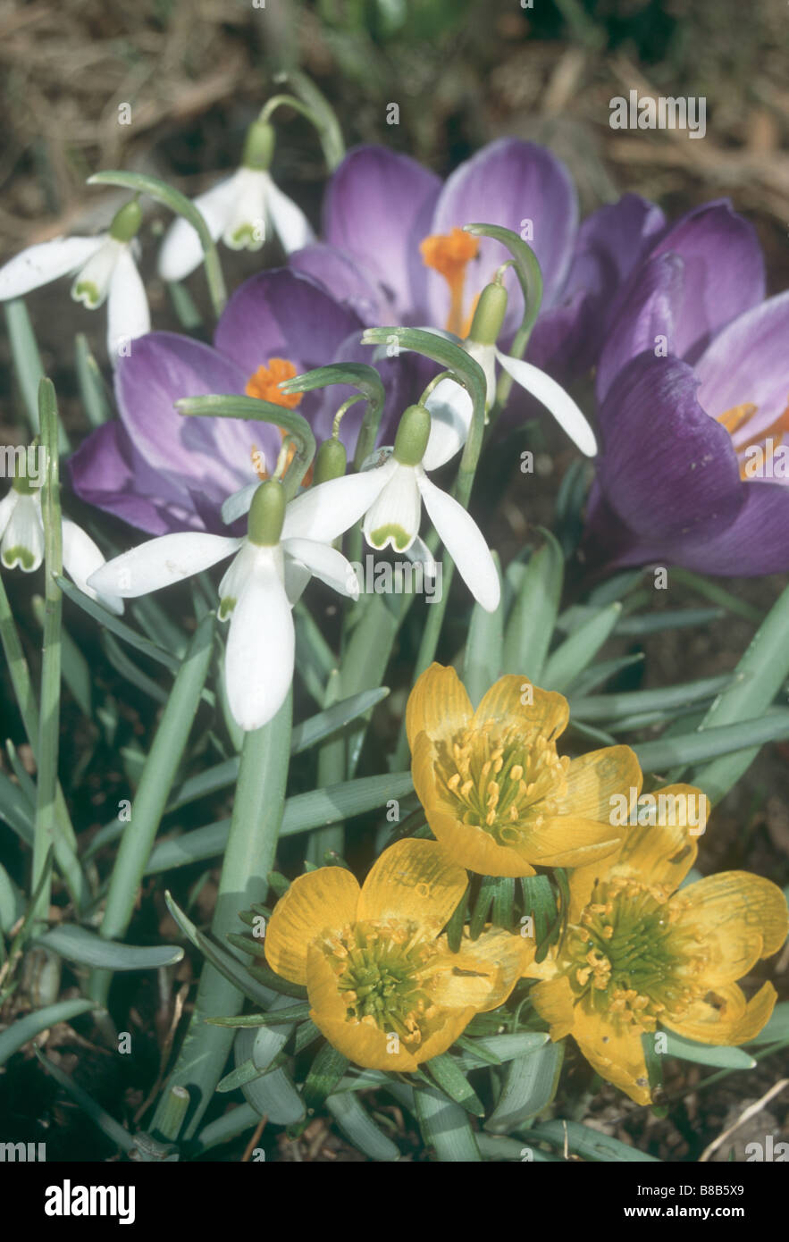 Schneeglöckchen, Krokus und Winter Aconitum in voller Blüte im Frühlingsgarten. Stockfoto