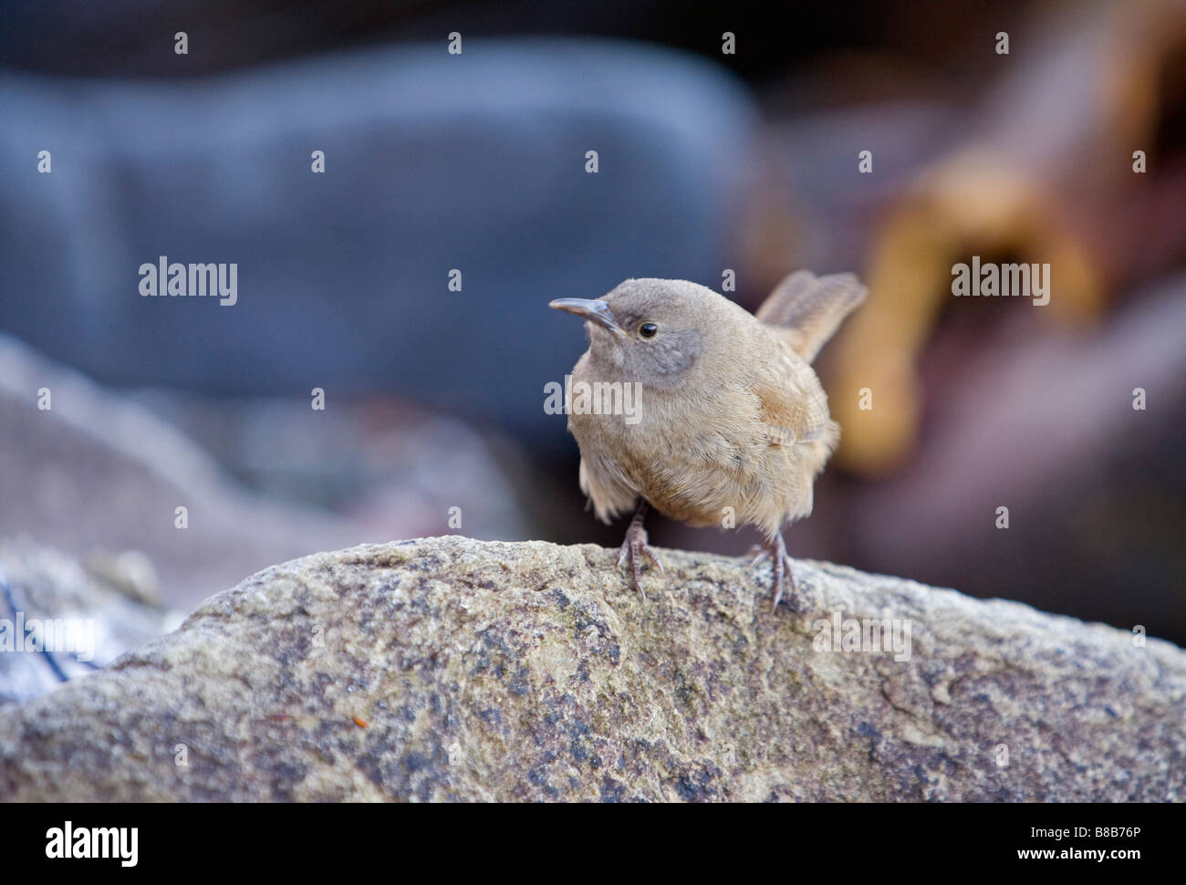 Ein Cobbs Zaunkönig (Troglodytes Cobbi) auf die Falkland-Inseln. Stockfoto
