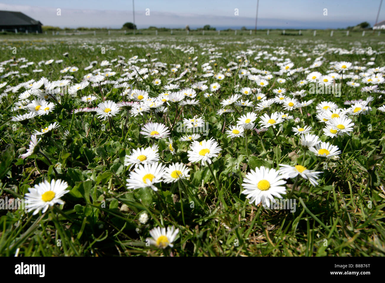 Ein Teppich aus Daisys decken einen Sportplatz in Pendeen, Cornwall Stockfoto