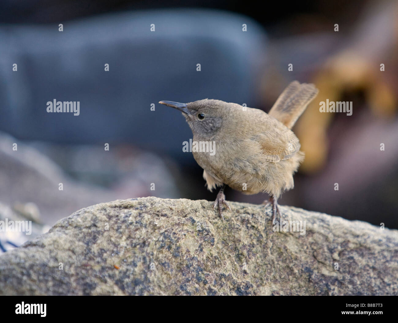 Ein Cobbs Zaunkönig (Troglodytes Cobbi) auf die Falkland-Inseln. Stockfoto
