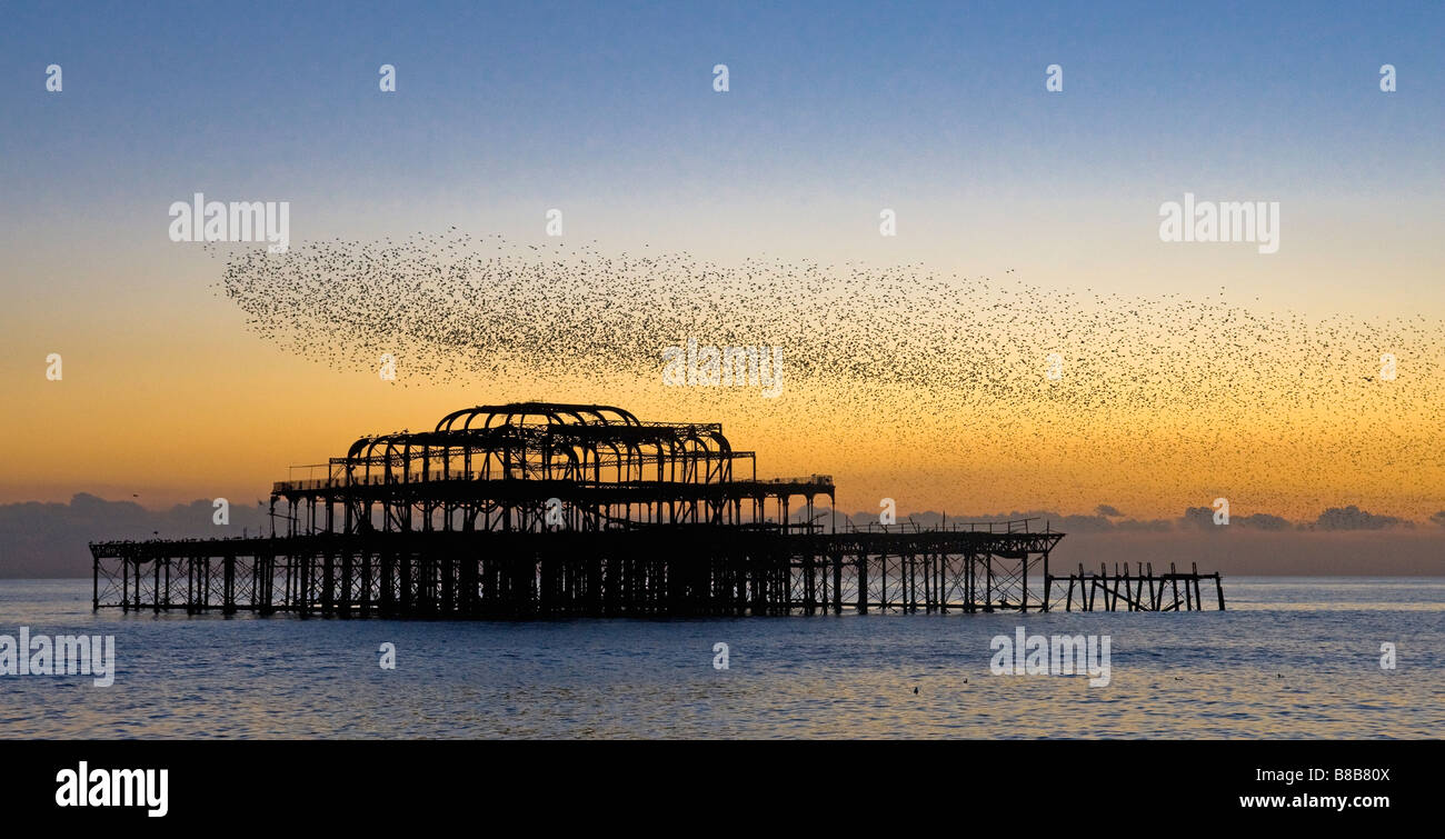 Brightons West Pier mit Starling drüber fliegen Stockfoto