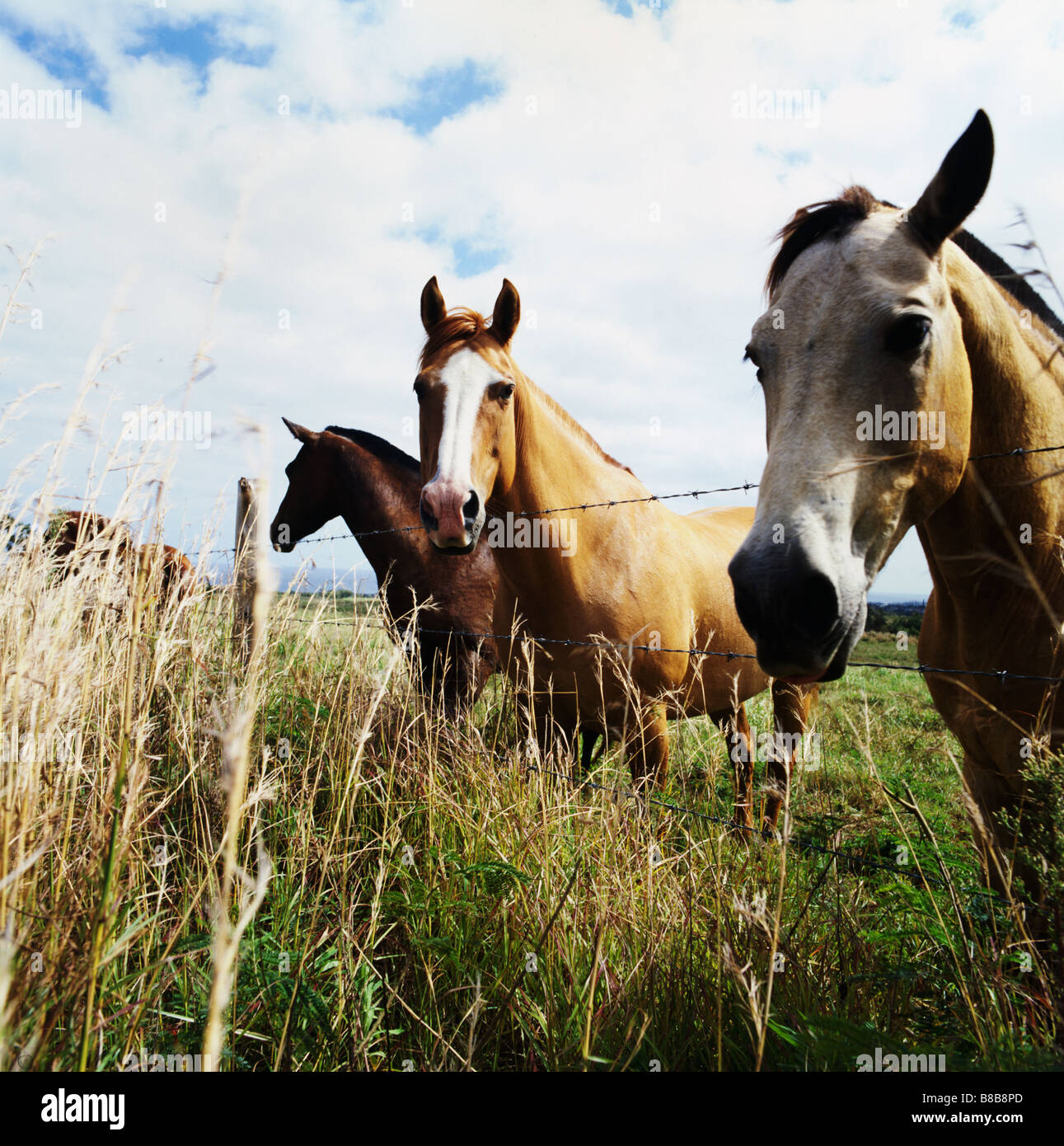 FV4112, Brian Sommer; Drei Pferde stehen Zaun Stockfoto