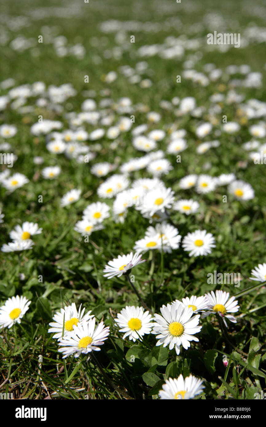 Ein Teppich aus Daisys decken einen Sportplatz in Pendeen, Cornwall Stockfoto