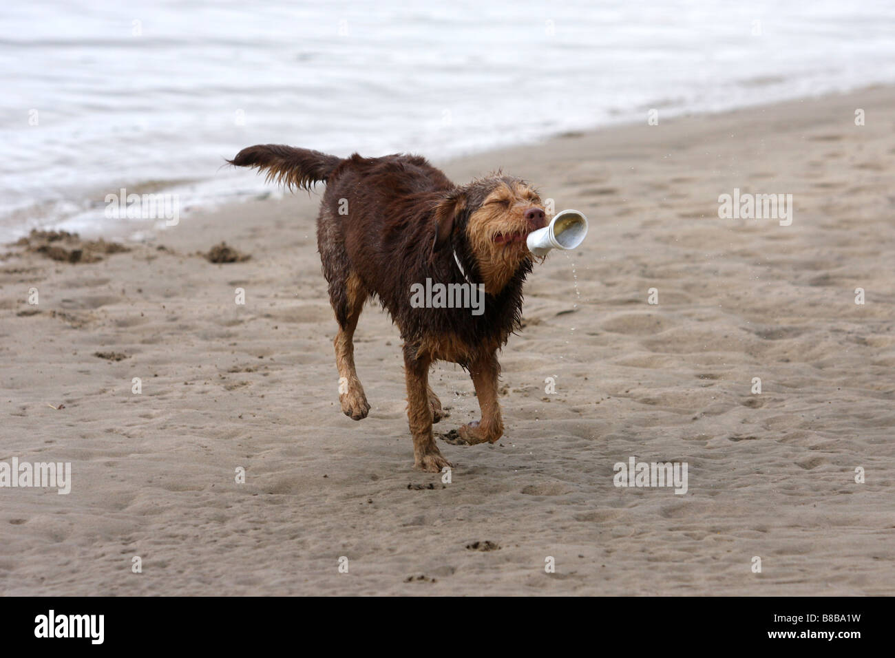 Hund mit einem Plastikbecher im Maul laufen im Sand am Wasser Stockfoto