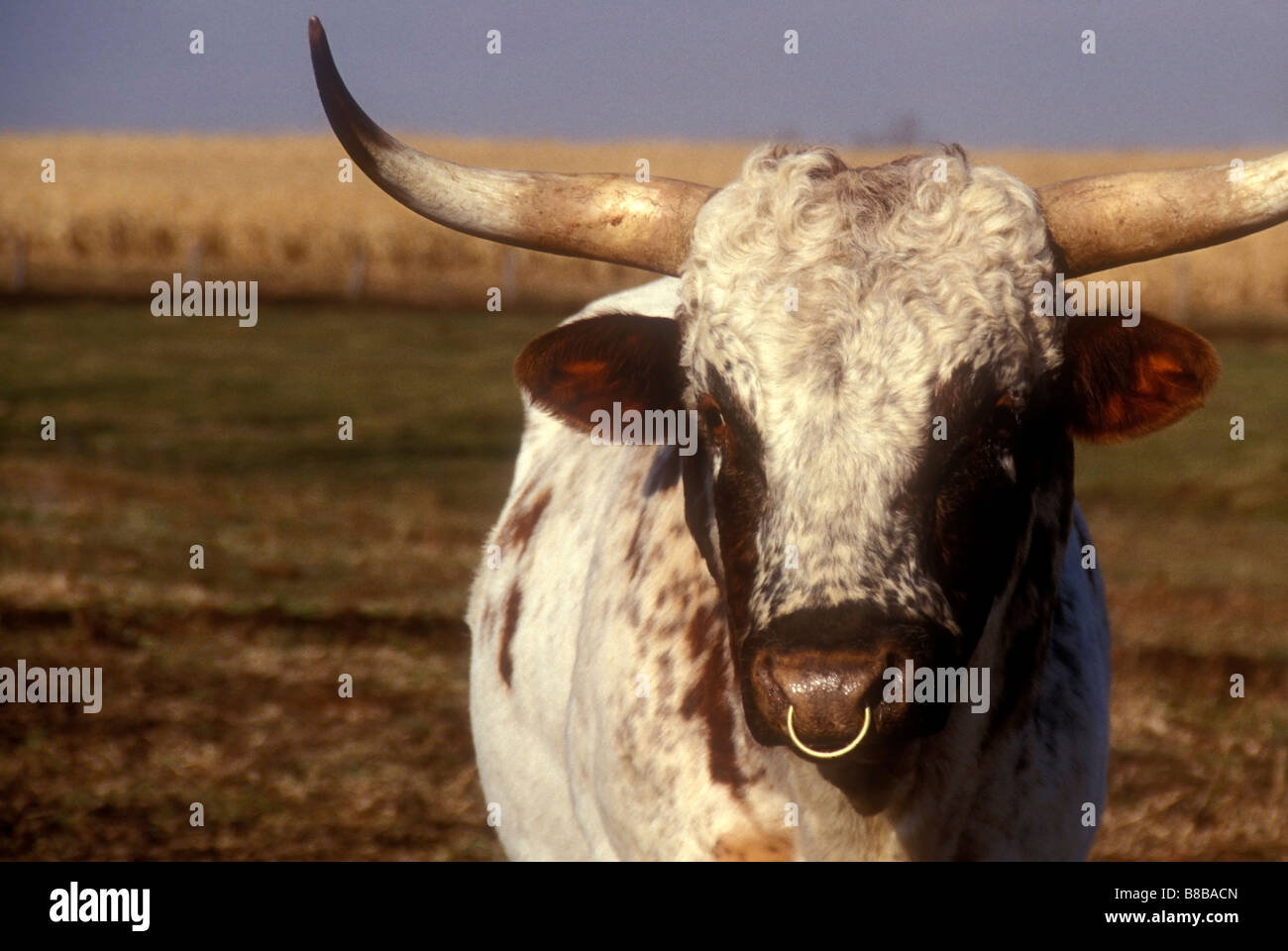 Longhorn Stier Stockfoto