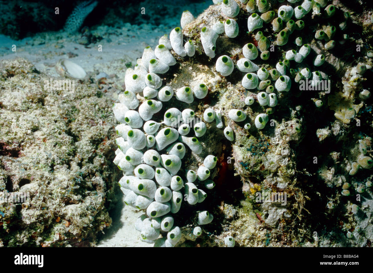 Seescheiden. Seescheiden. Stamm: Chordata. SFT-Didemnum. Didemnum Molle. Marine Unterwasserwelt der Malediven. Stockfoto