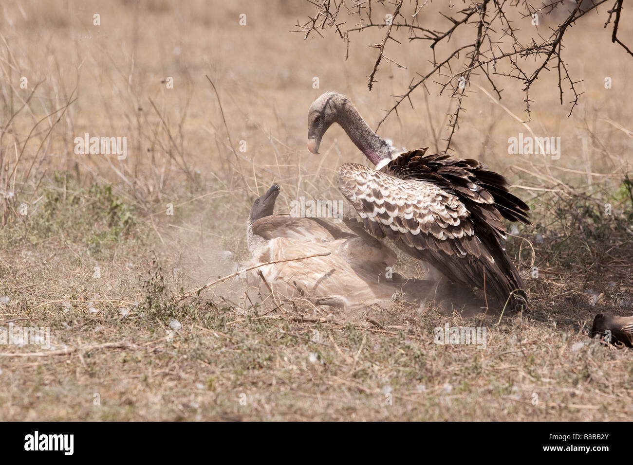 Ruppell der Gänsegeier Kämpfe in Ndutu in der Ngorongoro Conservation Area in Tansania Stockfoto