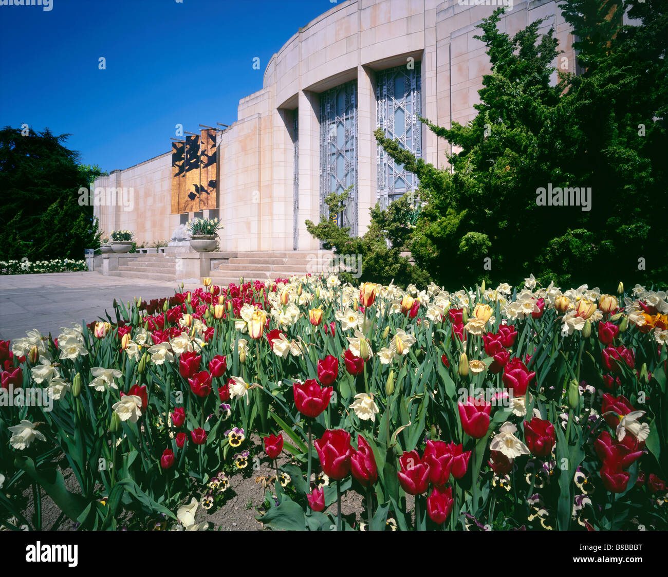 WASHINGTON - Tulpen blühen im Asian Art Museum im Volunteer Park auf dem Capital Hill in Seattle. (Sieht nicht mehr so aus!) Stockfoto