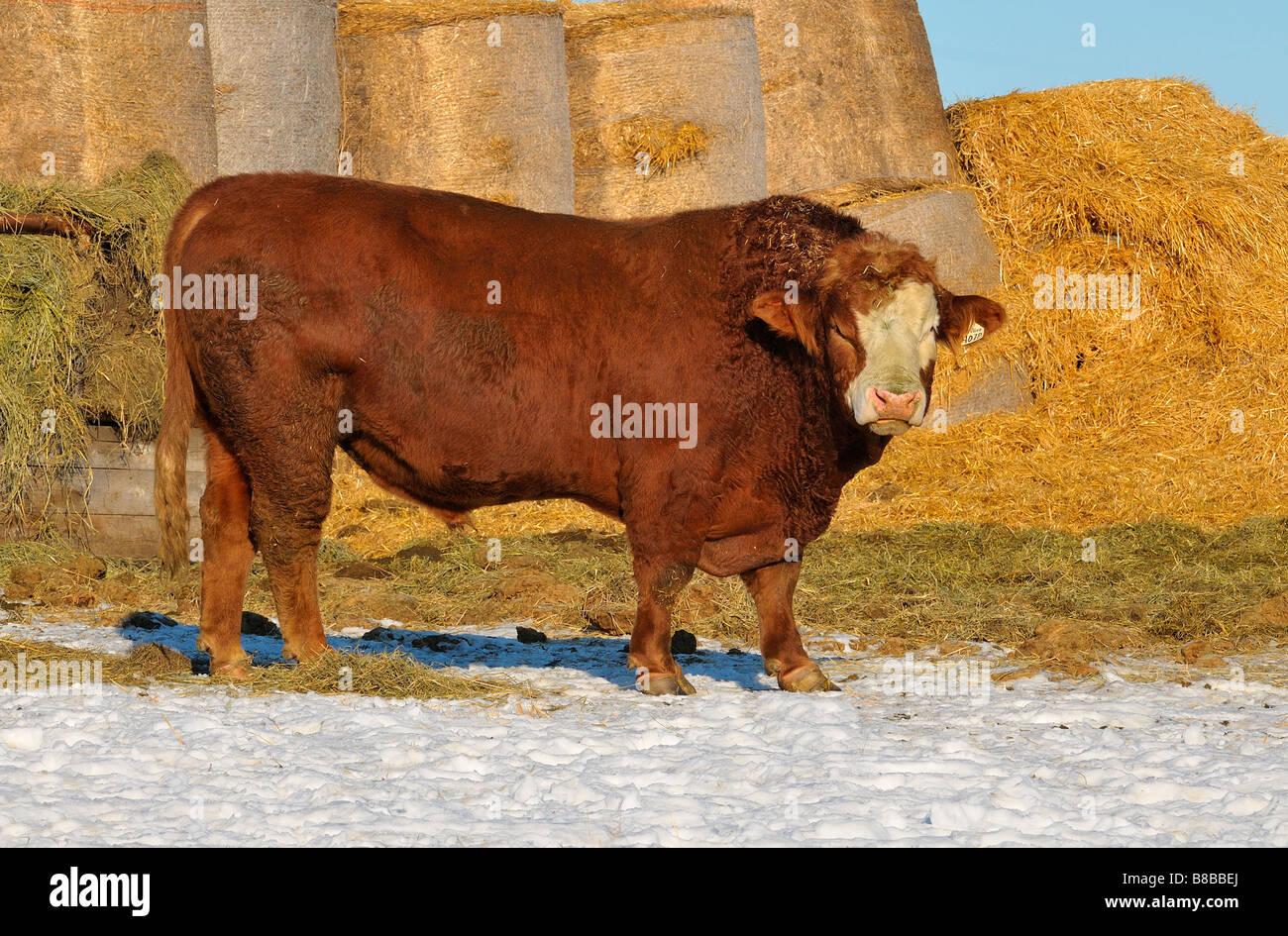 Bull-0959 Stockfoto