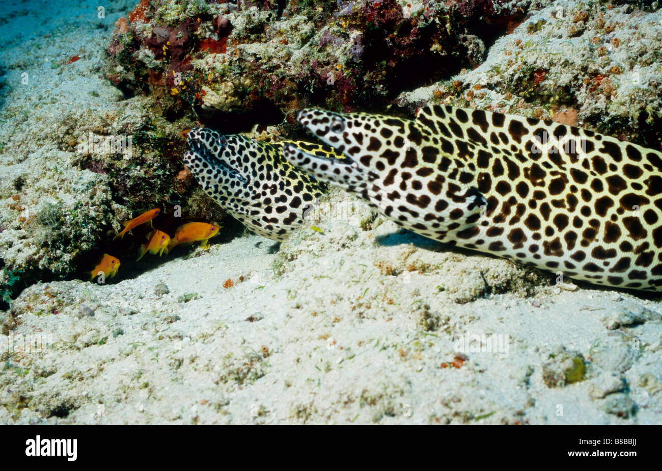 Muränen. Familie Muraenidae. Paar Waben Muränen. Gymnothorax