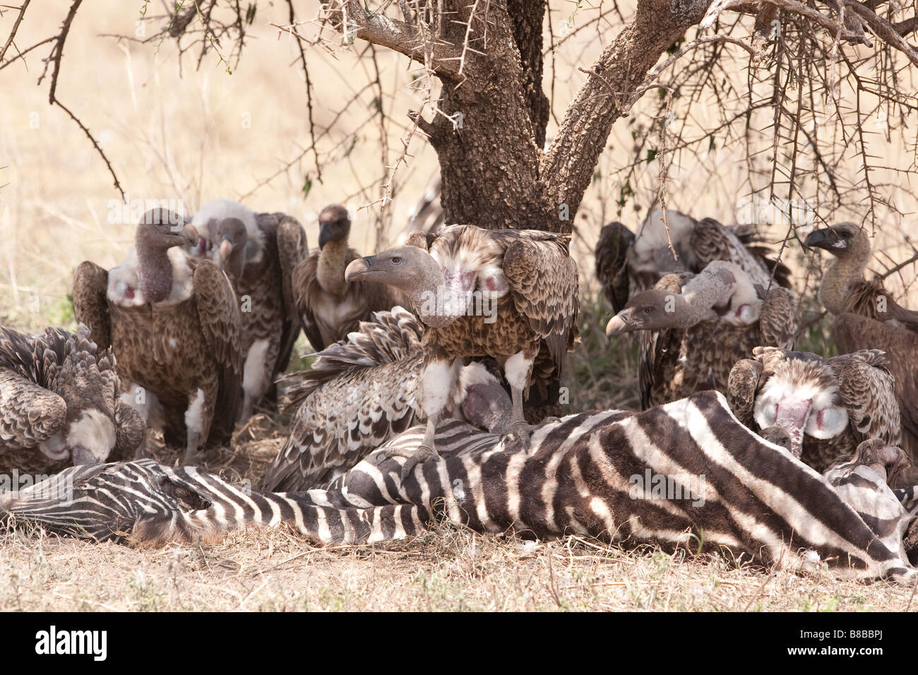 Ruppell der Gänsegeier auf einem Zebra-Kadaver in Ndutu in der Ngorongoro Conservation Area in Tansania Stockfoto