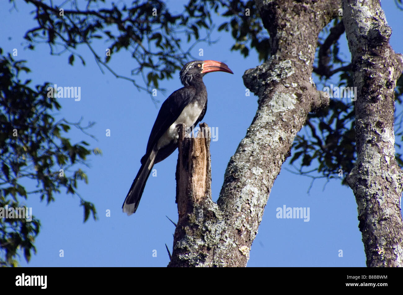 SCHWARZ UND WEIß CASQUED HORNBILL Stockfoto