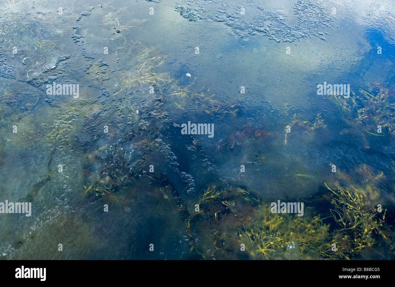Alge und Eiswasser, Schweden Stockfoto