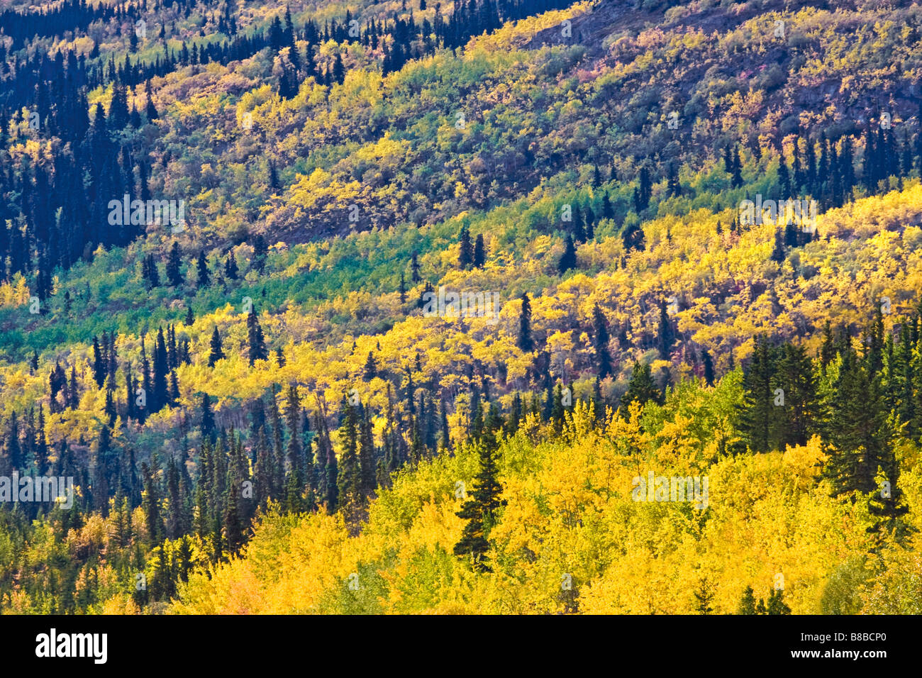 Yukon Territories, Kanada Stockfoto