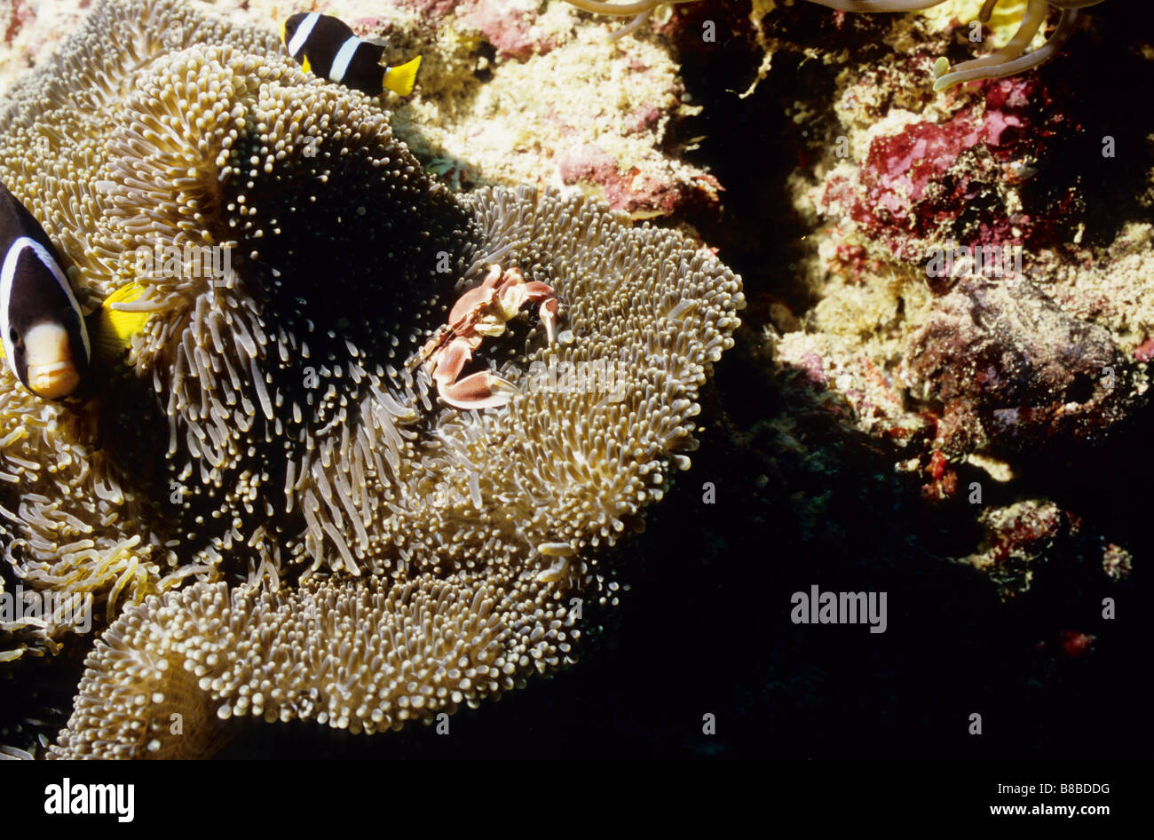 Meer-Krabbe. Malacostraca. Insekten auf das Meer. Gefleckte Porcellanid Krabbe. Porcellanidae. Neopetrolisthes Maculatus. Malediven. Stockfoto