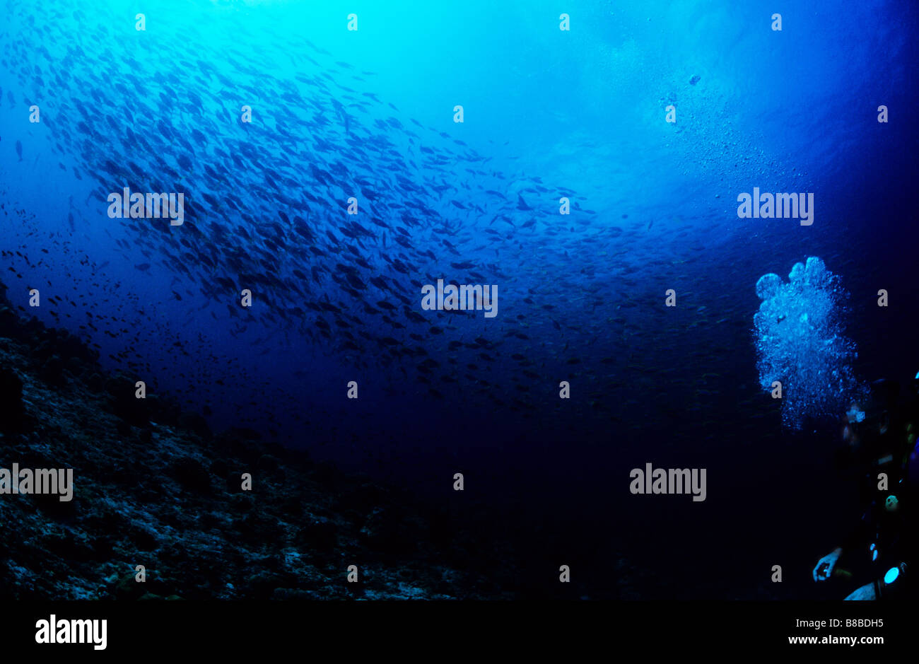 Scuba Diver Uhren einen großen Fischschwarm in die Malediven (Bait Ball) marine Unterwasserwelt der Malediven. Stockfoto