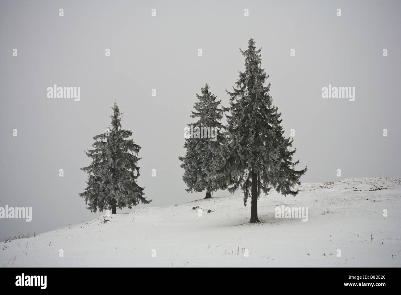 Pinien in einem bewölkten Wintertag mit Schnee bedeckt. Stockfoto