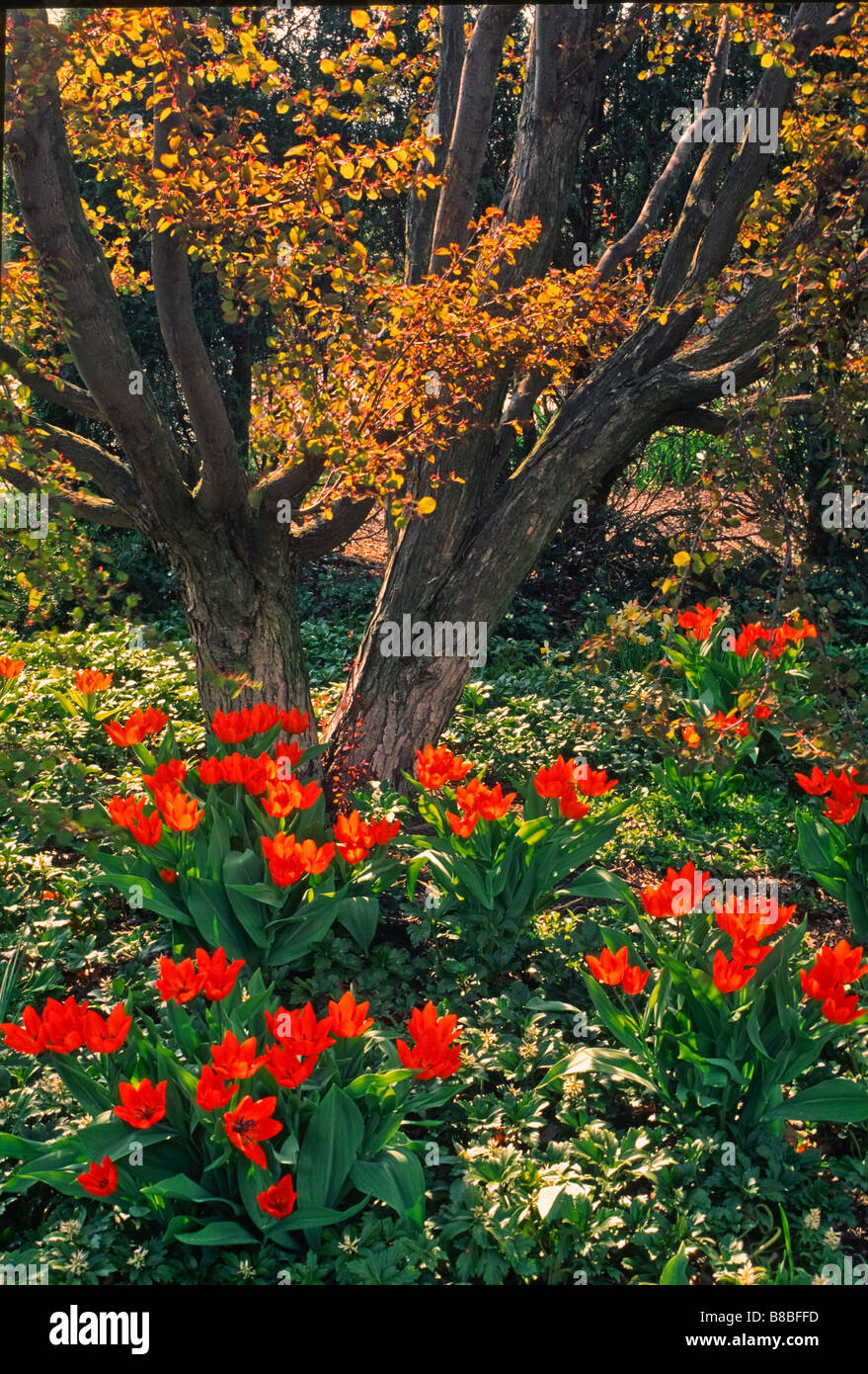 Zeitigen Frühjahr Garten Szene--sind die aufstrebenden Baumblätter gefärbte rötliche Bronze, in Anlehnung an die Tulpen gepflanzt unter. Stockfoto