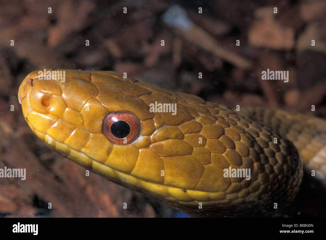 Ratte-Schlange (bieten Obsoleta), Colubridae, Usa Stockfoto