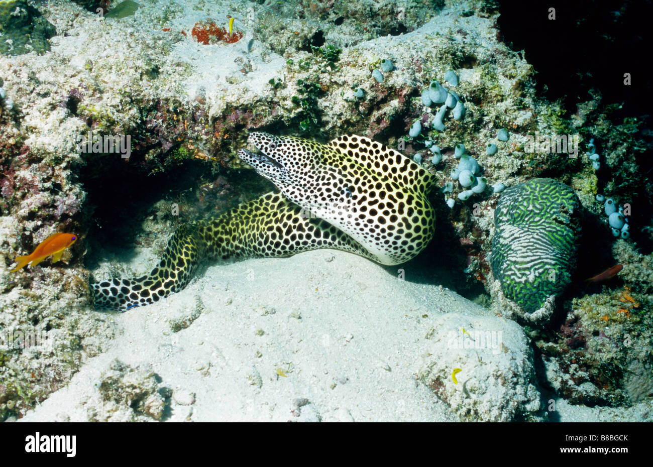 Waben-Muräne. Familie: Muraenidae. Gymnothorax Favagineus. Marine Unterwasserwelt der Malediven. Stockfoto