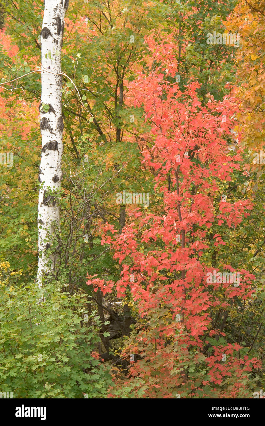 Stand der weißen Rinde Bäume im Herbst mit gelb rot Orange Blätter Cottonwood Aspen Baum Stockfoto