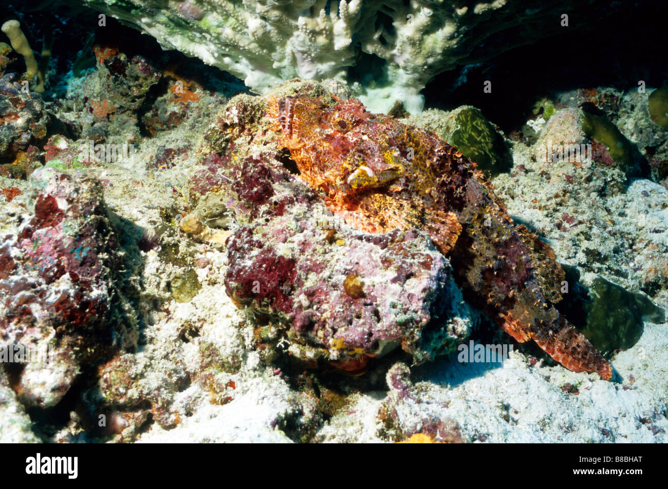 Drachenköpfe auf dem Meeresgrund auf den Malediven. Marine Unterwasserwelt. Fisch. Familienname: Scorpaenidae. Scorpaenopsis Oxycephala Stockfoto