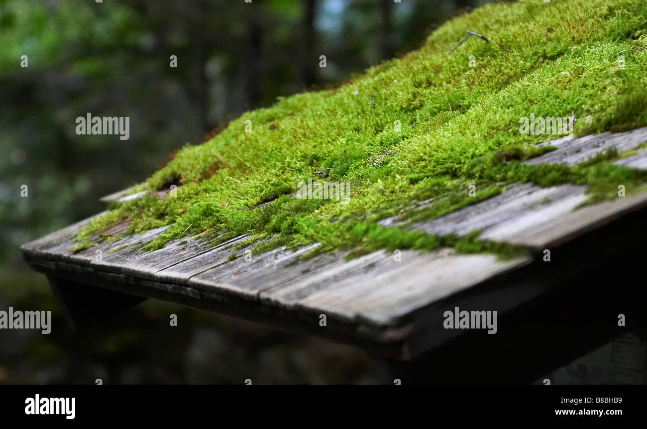 Moos oben einen alten Informationsstand Chilkoot Trail, außerhalb Skagway, Alaska Stockfoto