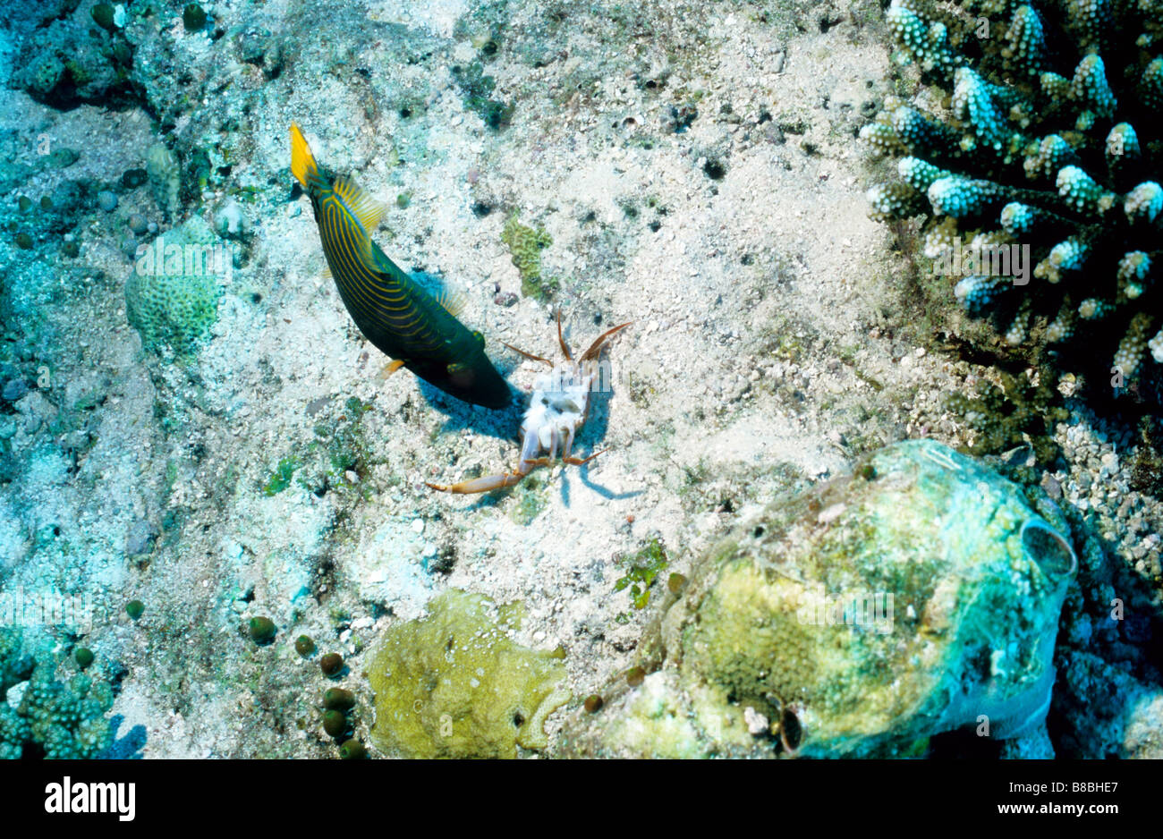 Orange - gestreifte Drückerfisch attackiert und frisst eine Krabbe. Familie: Balistidae. Gelbschwanz Drückerfisch. Balistapus Undulatus. Malediven Stockfoto