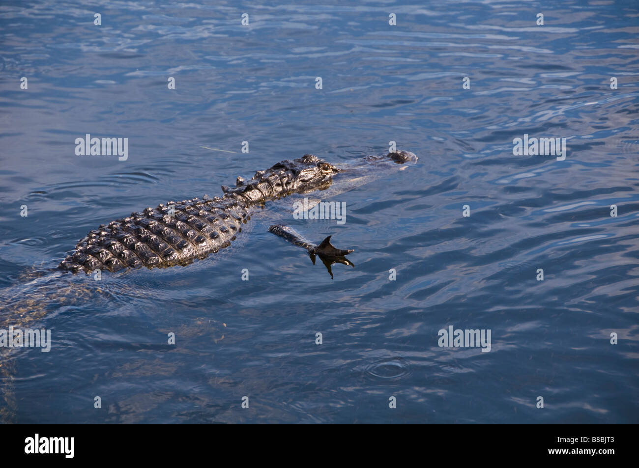 amerikanischer Alligator Everglades Nationalpark rechts vorne arm erweiterte Vorbereitung Krallen über Wasseroberfläche angreifen Stockfoto