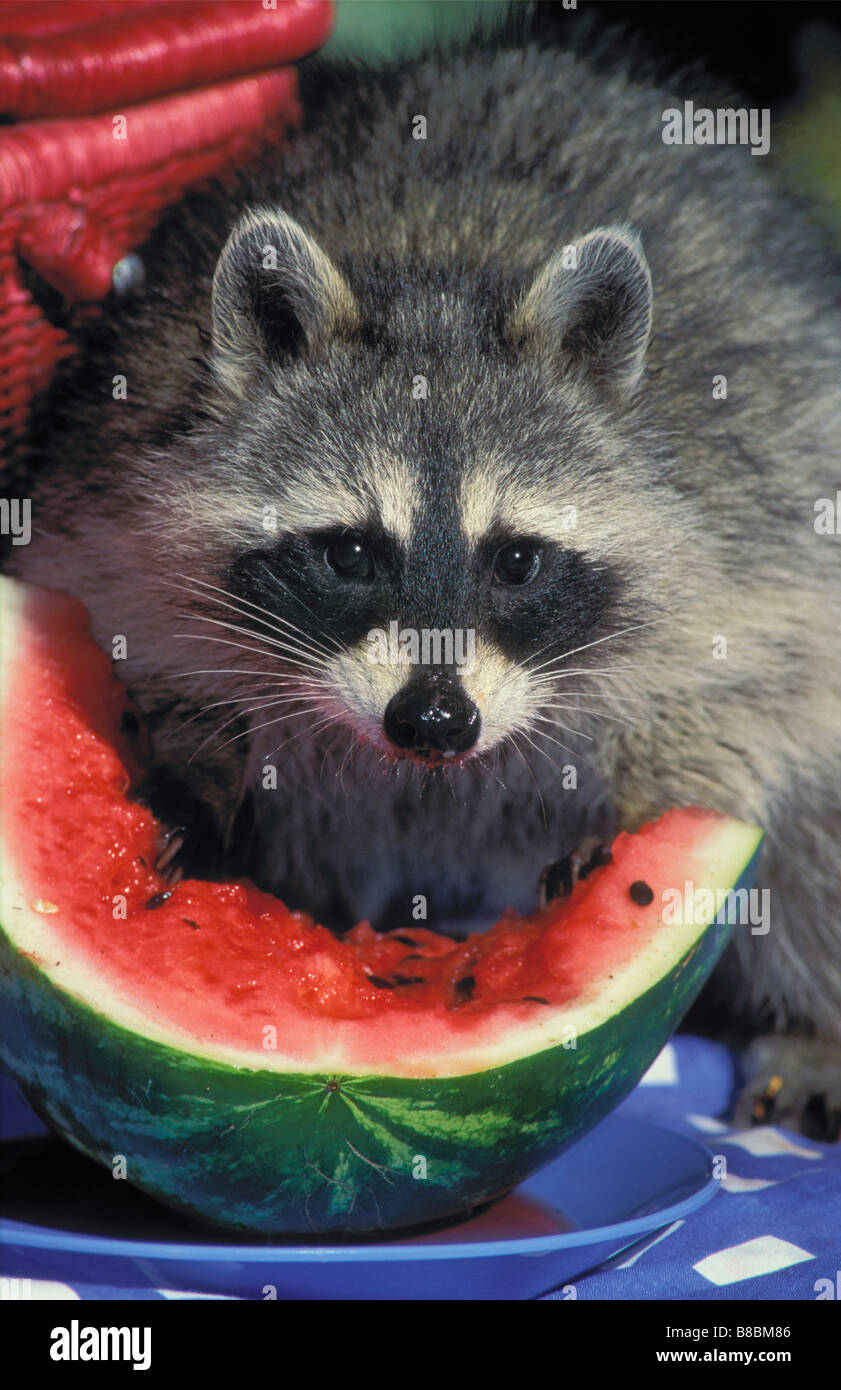 Waschbär Essen Wassermelone Stockfoto