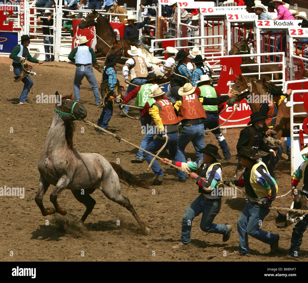 Der Wild Horse Race, Calgary Stampede, Calgary, Alberta Stockfoto