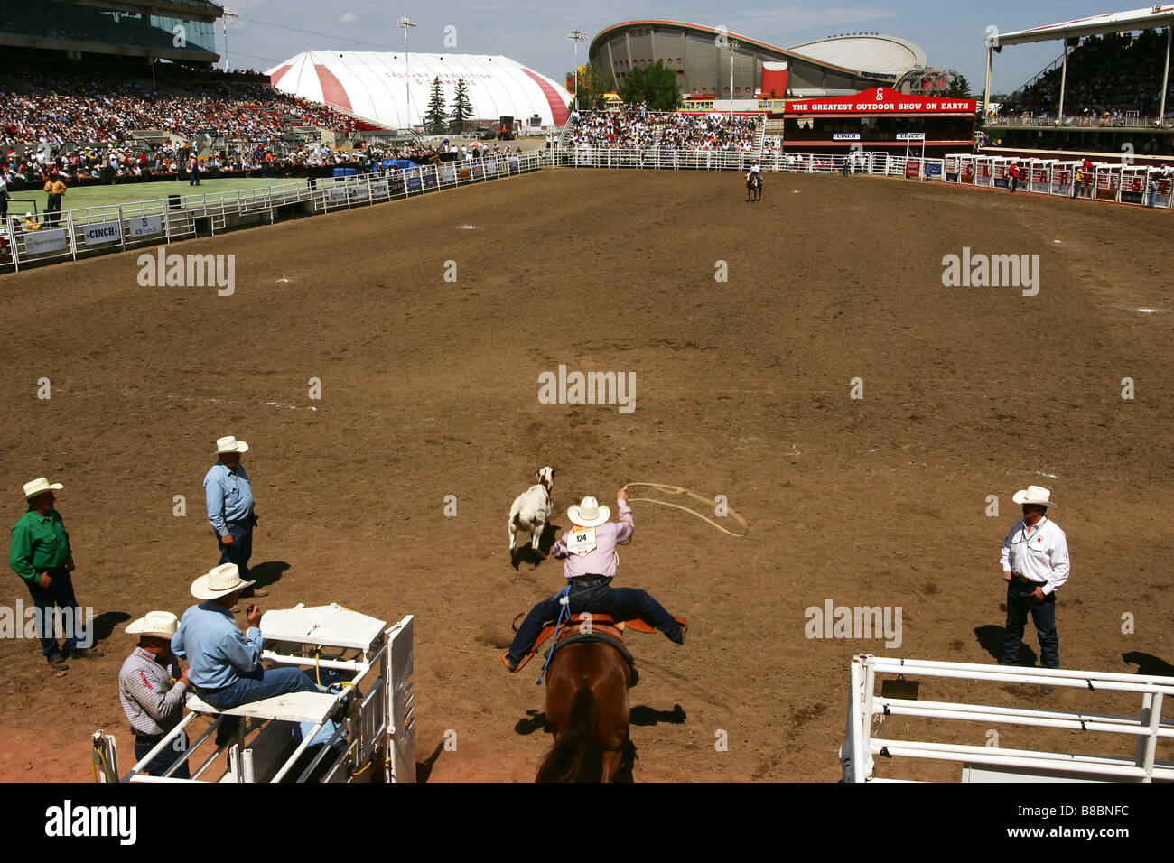 Das Kalb Roping, Calgary Stampede, Calgary, Alberta Stockfoto