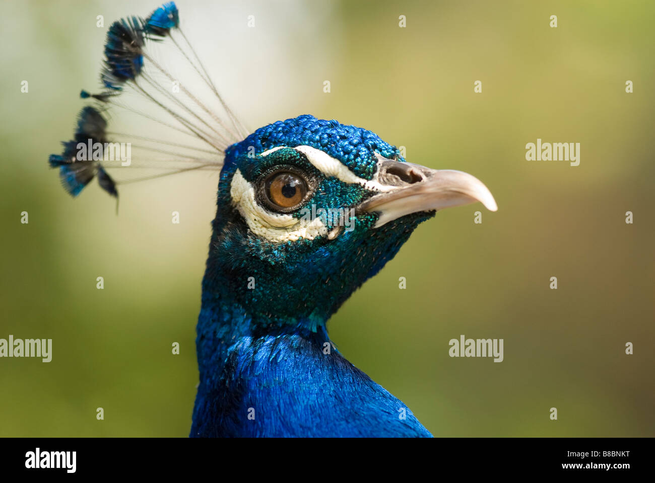Porträt einer männlichen Indischen Blauer Pfau (Pavo cristatus). Umgeni Bird Park, Durban, Kwazulu Natal Provinz, Südafrika Stockfoto