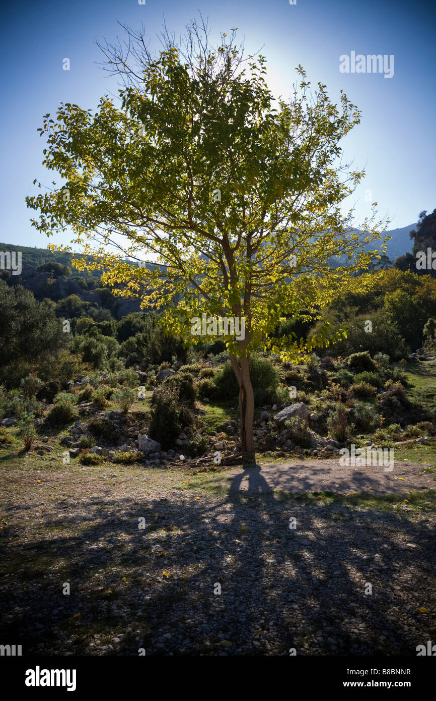 ein einzelner Baum Silhouette im türkischen Landschaft in der Nähe von Fethiye Stockfoto