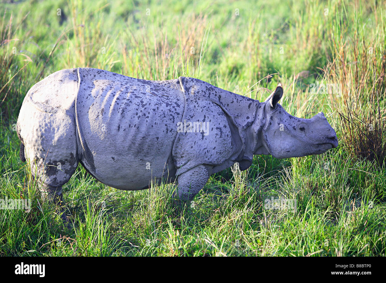Ein gehörnter Indian Rhino, (Rhinoceros Unicornis) in Kaziranga Nationalpark, Assam, Indien. Stockfoto