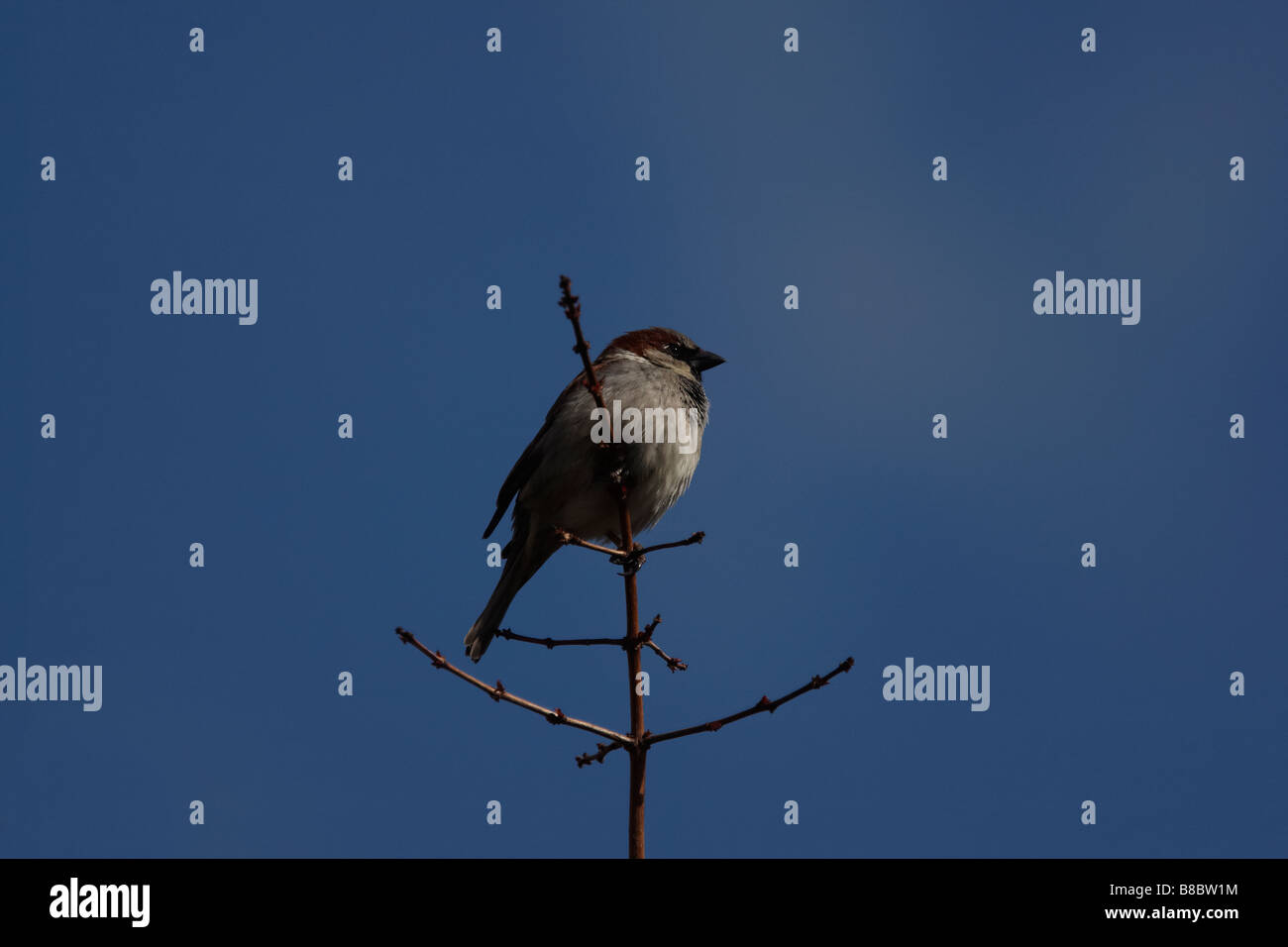 Haussperling vor blauem Himmel Stockfoto