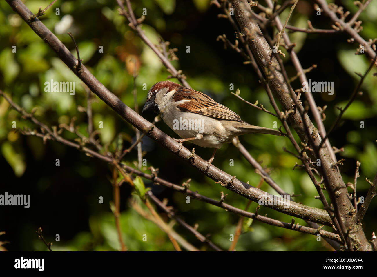 Haussperling in einem Busch Stockfoto