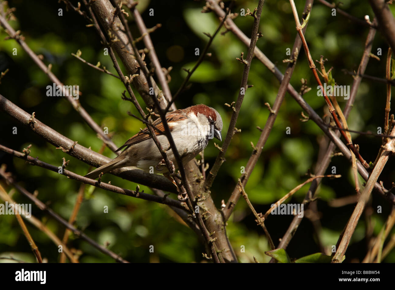 Haussperling in einem Busch Stockfoto