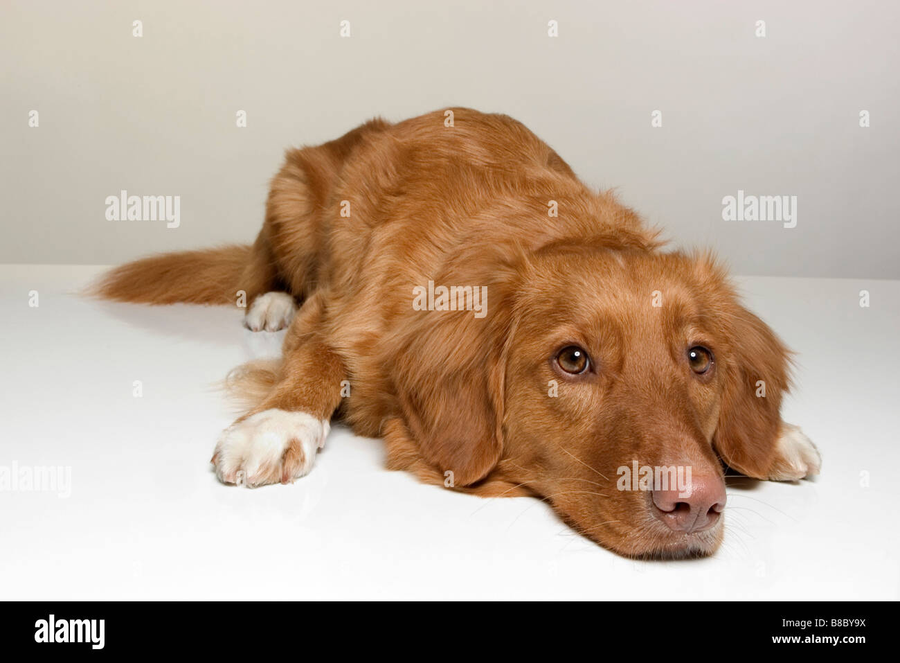 Porträt Nova Scotia Duck Trolling Retriever Hund liegend Stockfoto