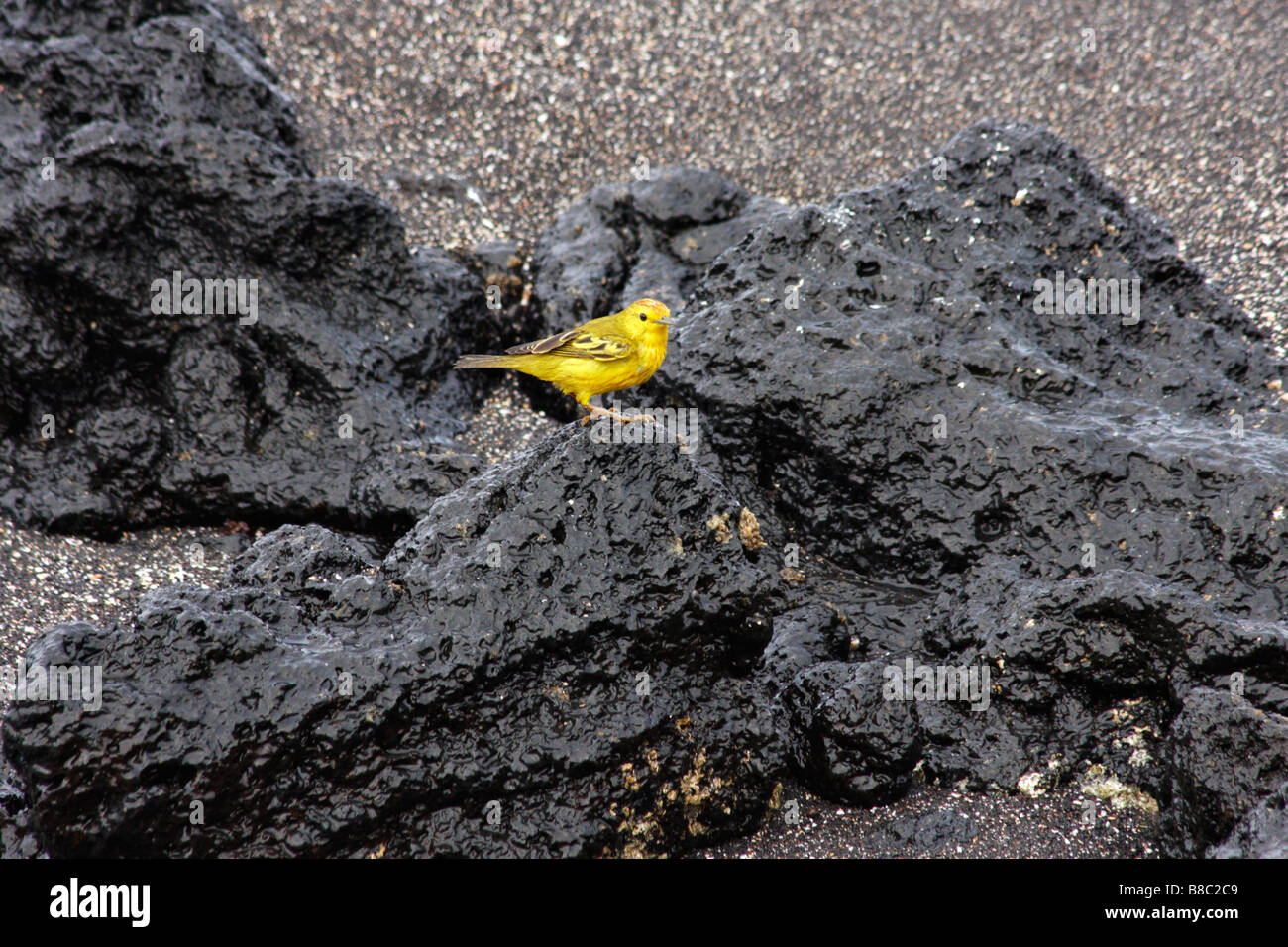 Yellow warbler, Dendroica petechien Aureola, stand auf Rock bei Urbina Bay, Insel Isabela, Galapagos, Ecuador im September Stockfoto