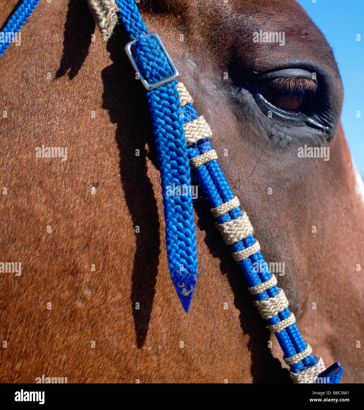 Nahaufnahme des Pferdes Auge Zügel Stockfoto