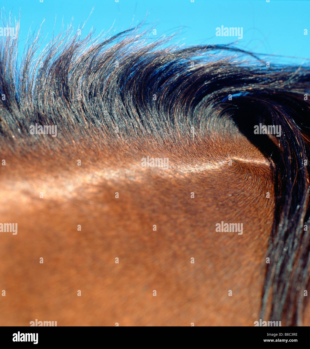 Nahaufnahme Pferd Mähne Stockfoto